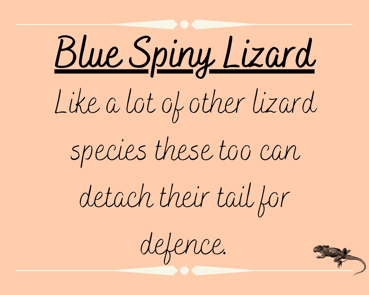 animalswithel's tweet photo. Important to know your best side and this spiny lizard is definitely working it!

#lizard #spinylizard #spinylizards #lizards #reptile #bluespinylizard #bristolzoo @bristolzoo https://t.co/CIKeBwkt3p