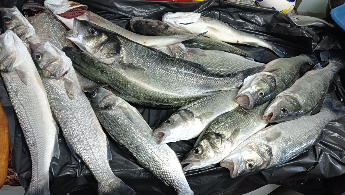 🏴‍☠️RDG🏴‍☠️danilo tweet media