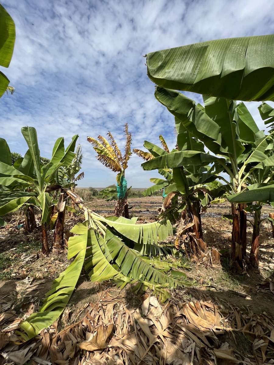 It is not about 1 disease. How do we manage disease complexes &amp; climate change ? &amp; + important how do we understand socioeconomic networks &amp; pathogen spreading ? #banana ⁦<a href="/BiovIntCIAT_eng/">Alliance of Bioversity International and CIAT</a>⁩
