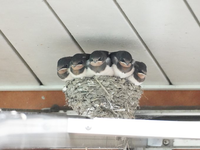 ツバメの親鳥 痛恨の設計ミス 巣の中でスクスク育ったぎゅうぎゅう詰めのヒナたちがかわいい 1 2 ページ ねとらぼ