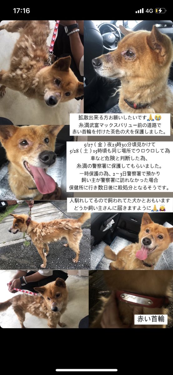 タグ 沖縄迷い犬 の注目ツイート メガとんトラック