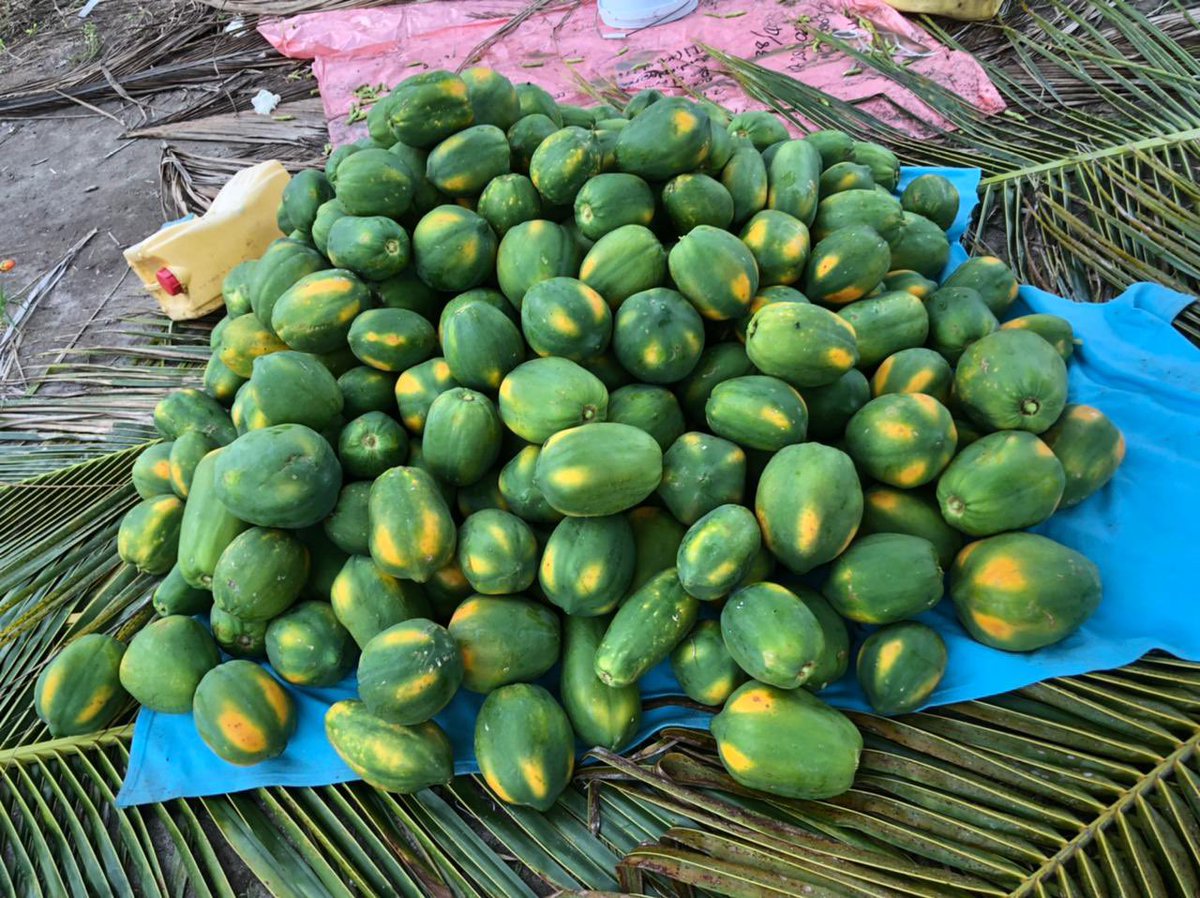Nittey_AN's tweet photo. Red lady papaya shipment is ready!
Hurry to confirm your required quantity.
Contact: 7775684 https://t.co/VdkLNvunCt