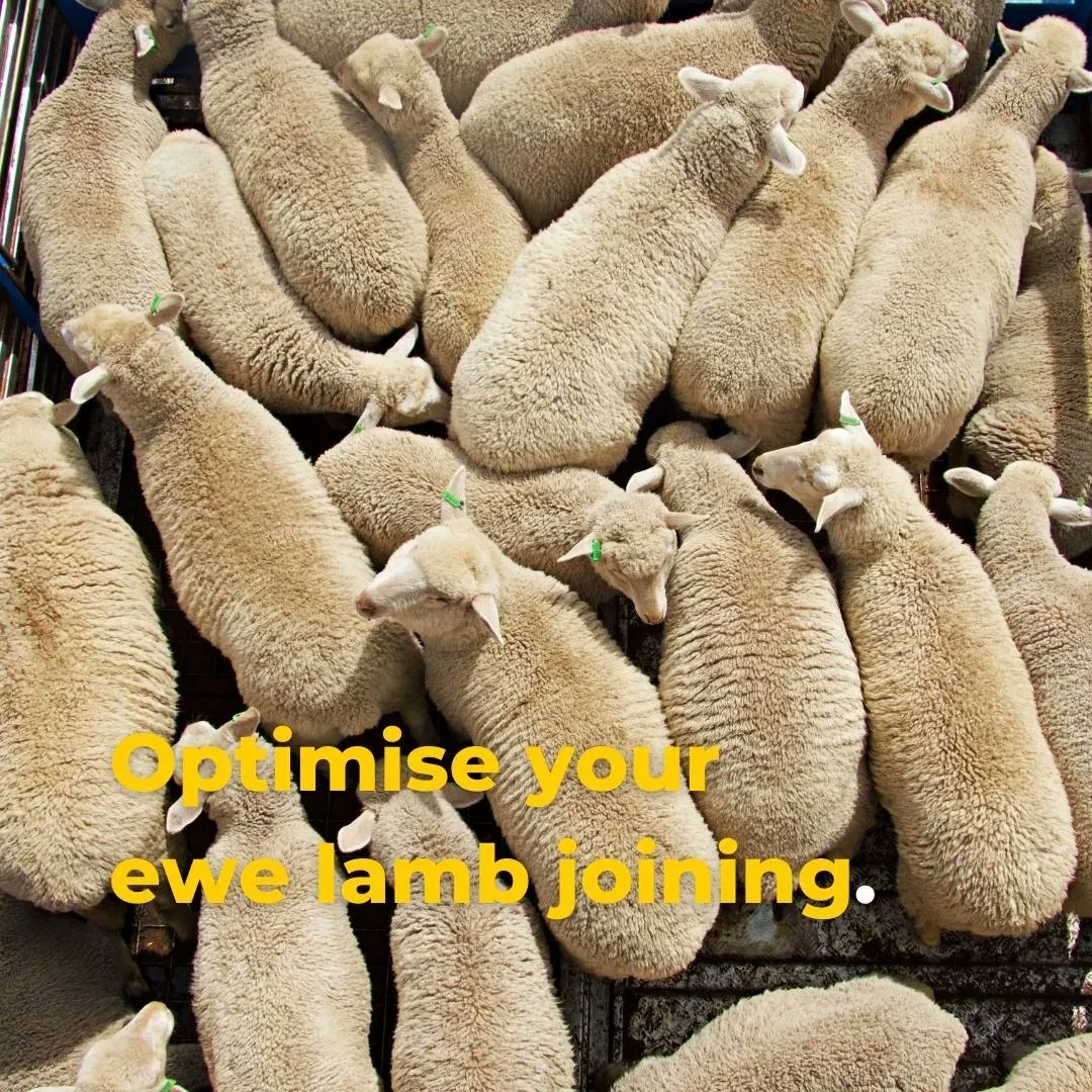 NOTE THESE WORKSHOPS HAVE BEEN POSTPONED UNTIL END OF JUNE

Three half-day workshops to help you understand the potential profit from mating ewe lambs in YOUR business!
Wagga Wagga, Dunkeld and Naracoorte 28, 29, 30 June.

RSVP via the hub: buff.ly/3KE4pTI