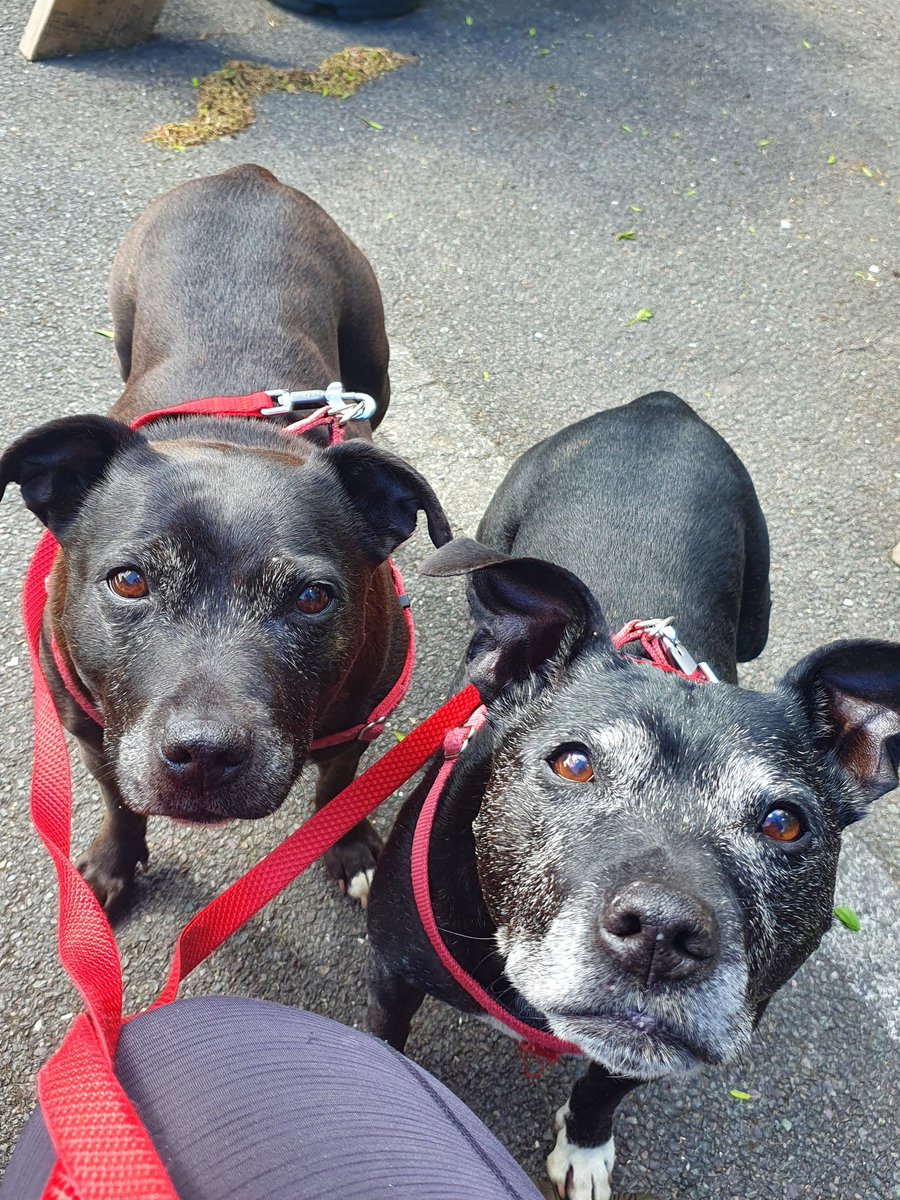 💜🐶 
#seniorstaffy