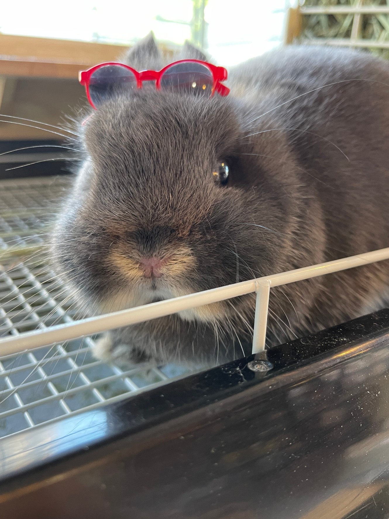 うさぎショップ Loverabbit 日差しが強いから サングラスを貰ったわよ Rabbit うさぎ T Co Jtuolnani0 Twitter