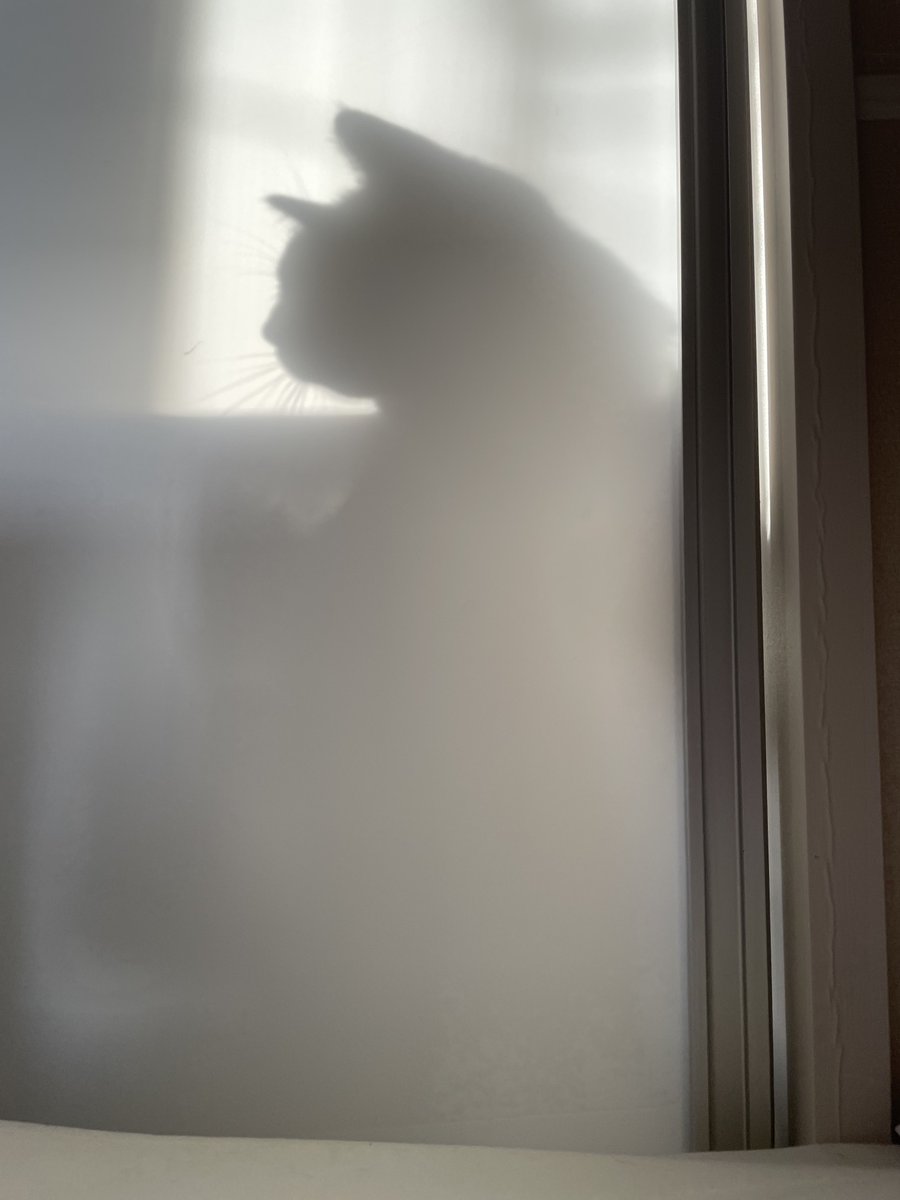 gomaruna0814's tweet photo. パーテーションの奥に猫いるなぁ🐈‍⬛

 #猫  #猫好きさんと繋がりたい #猫のいる暮らし #保護猫　#cat #CatsOfTwitter  #ねこ #ハチワレ猫 #ハチワレ #はちわれ #ロシアンブルー風 https://t.co/8kEMRuNNXI