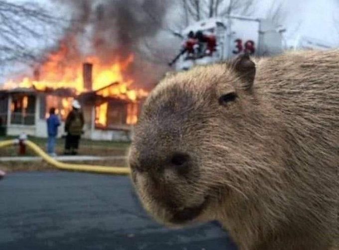 Bear market has ended. Capybara market has started. #NFTs #SolanaNFT #BNB #LUNA #Bitcoin