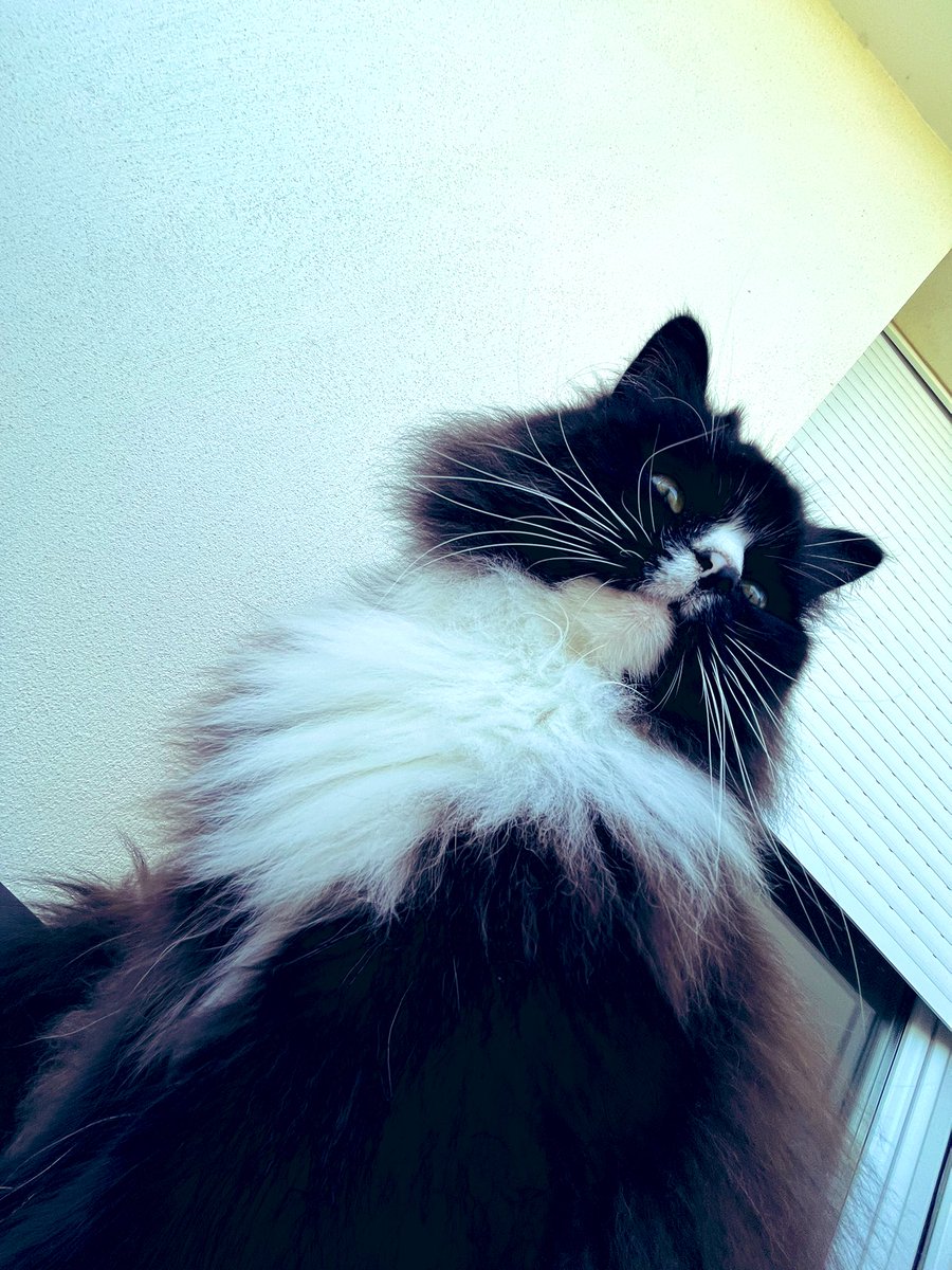 cyanh's tweet photo. Ce snob 😍 https://t.co/3Xb8C1rFE2
