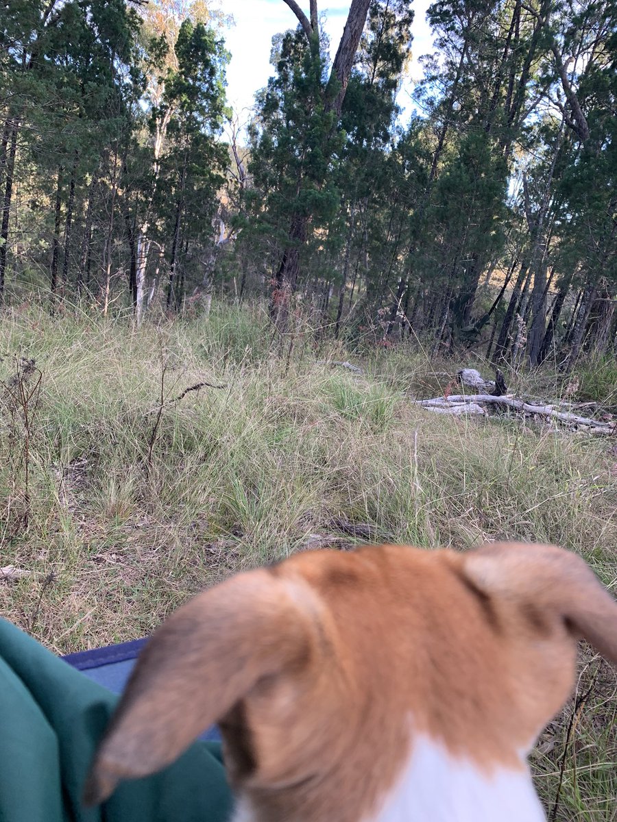 StueyLucy's tweet photo. Quick little camp away for the night at the block, while Dad away for the night to for work 
#maisiemoo #trevorpoo #cavpack #cavpals #miniholibobs https://t.co/sIHDANw0d6