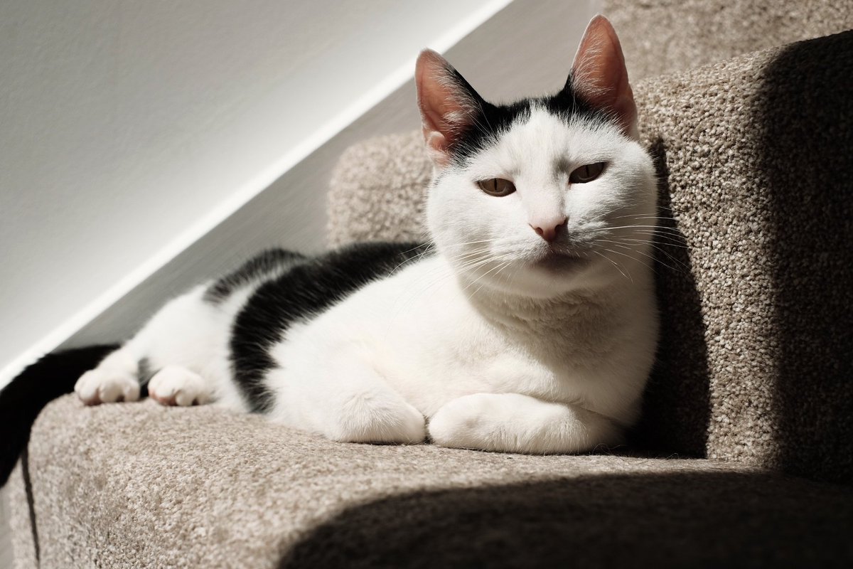 soutermat's tweet photo. This sweet angel boy is 10 years old today. https://t.co/7JwtrKBfjz