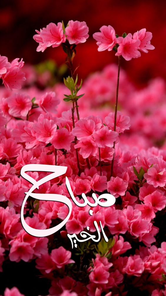 *اّلّلّهّمّ ّ*
*أفّتّحّ لّنّاّ أبّوّاّبّ اّلّبّرّكّةّ*
*وّاّلّرّزّقّ وّاّلّتّيّسّيّرّ وّاّلّفّلّاّحّ وّاّلّنّجّاّحّ
وّأحّفّظّنّاّ مّنّ كّلّ شّـرّ وّسّوّء وّبّلّاّء
                
 صباح الخير🌹