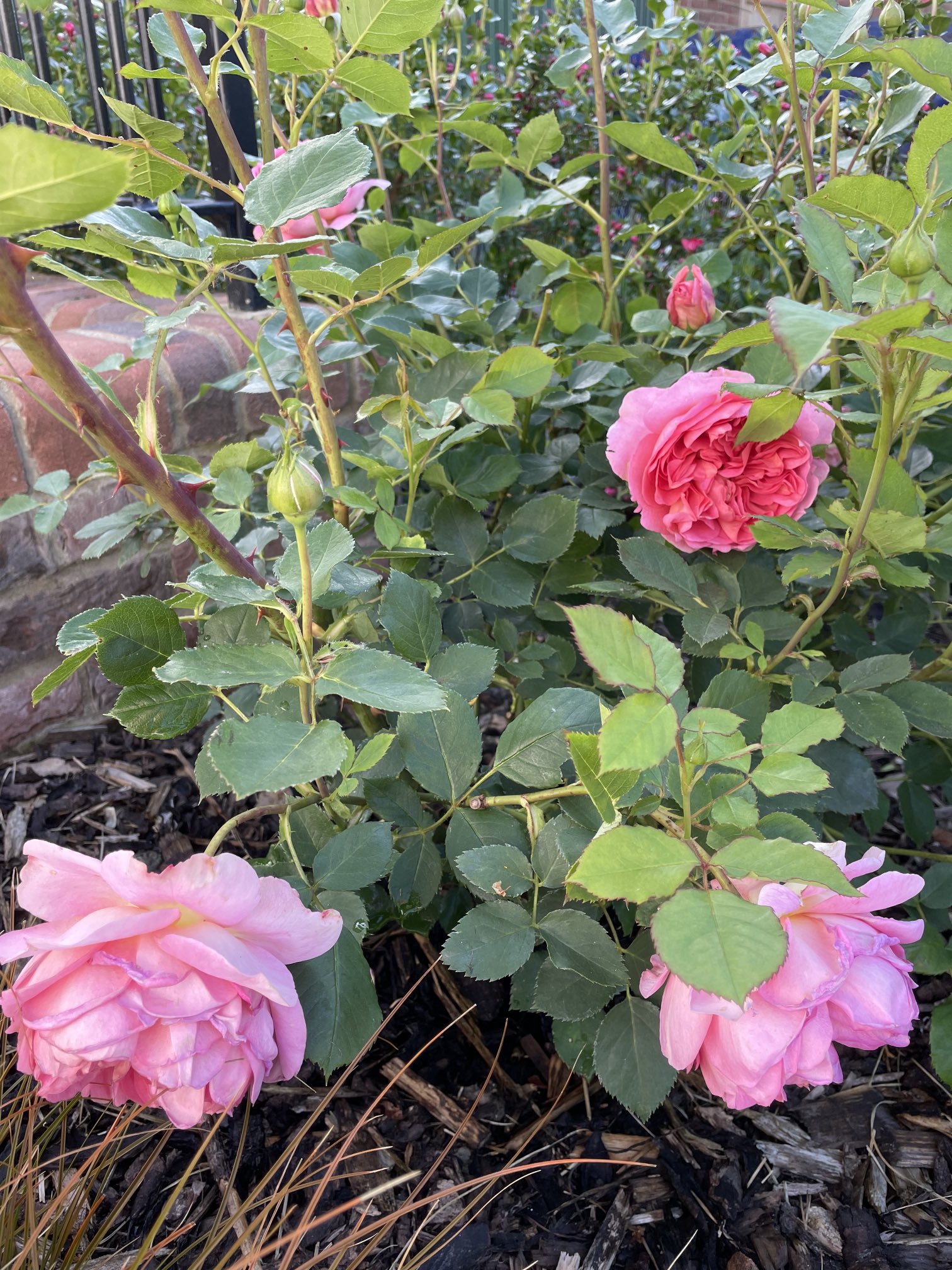 Clare Dennis on Twitter "⁦DAustinRoses⁩ Please could you advise why