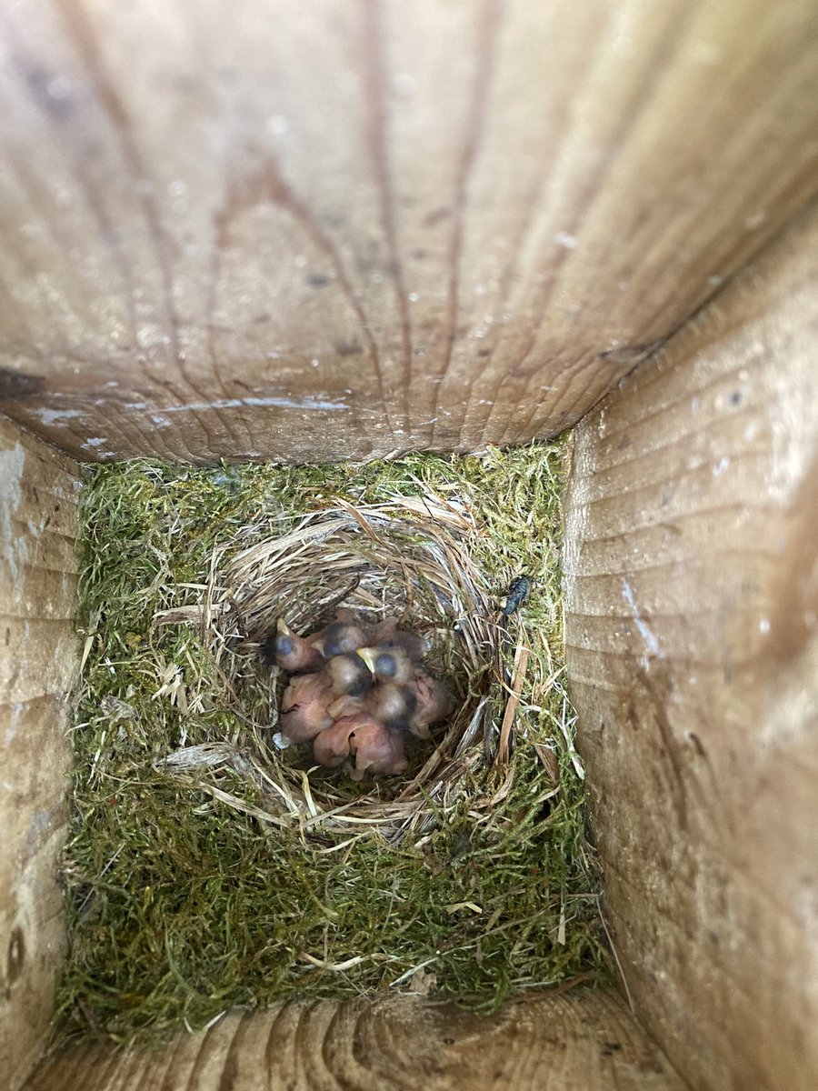 carosegami's tweet photo. And now… not the most typical nest for a flycatcher but our first babies of the season in our favorite area Räp! @QvarnstromLab #ficedula #fieldwork #bird #babybird https://t.co/hHC3RMdRVO