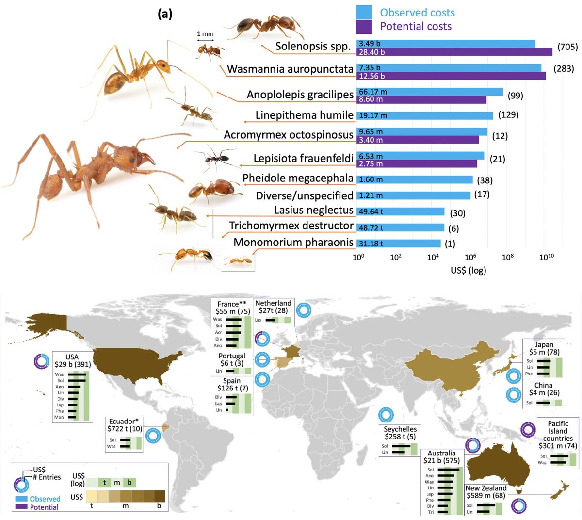 XimCerda's tweet photo. The last paper by Elena Angulo, Ben Hoffmann, @lilibamej, @amdtaheri and other colleagues published in Biological Invasions about the Economic Costs of Invasive Alien Ants Worldwide https://t.co/eznanNjXof https://t.co/KuYJHDNNoC
