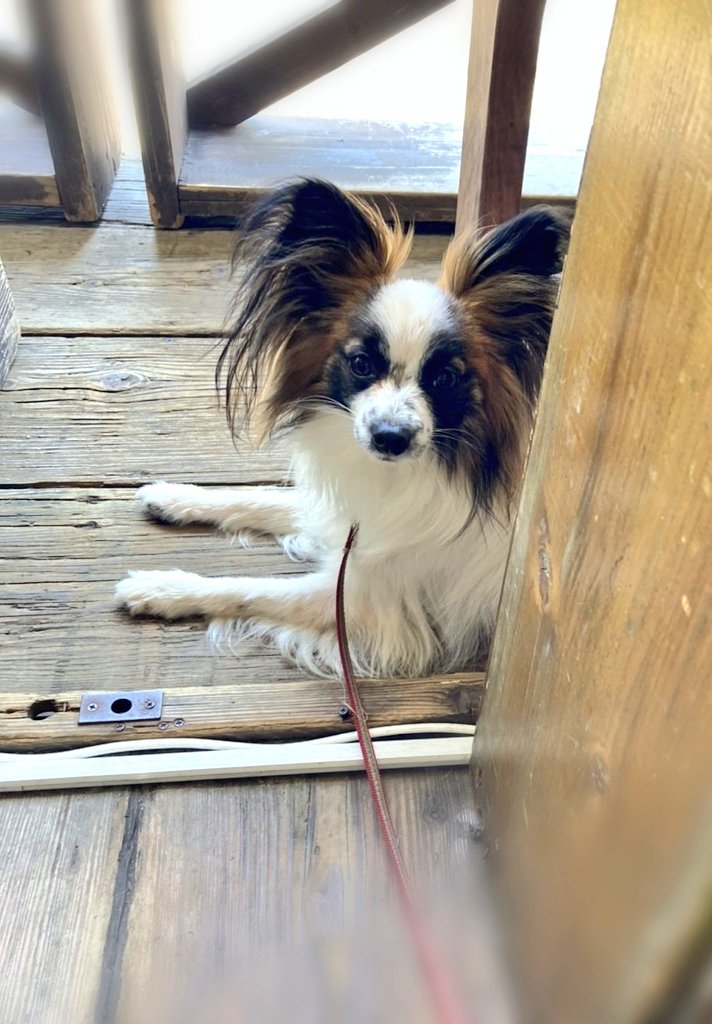 Richelieu_rich4's tweet photo. La brise marine est confortable #papillon #DaisysCafe https://t.co/1cZbcmtrBN