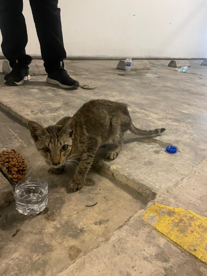 ErinNjR's tweet photo. Anybody lost a cat in Setia Alam? Found this baby with a really old body leash attached to him at Sunsuria Forum basement parking. Leash nampak like terputus. Please somebody ask around &amp; get this baby home 🥺

#lostcat https://t.co/vTIejfpYxj