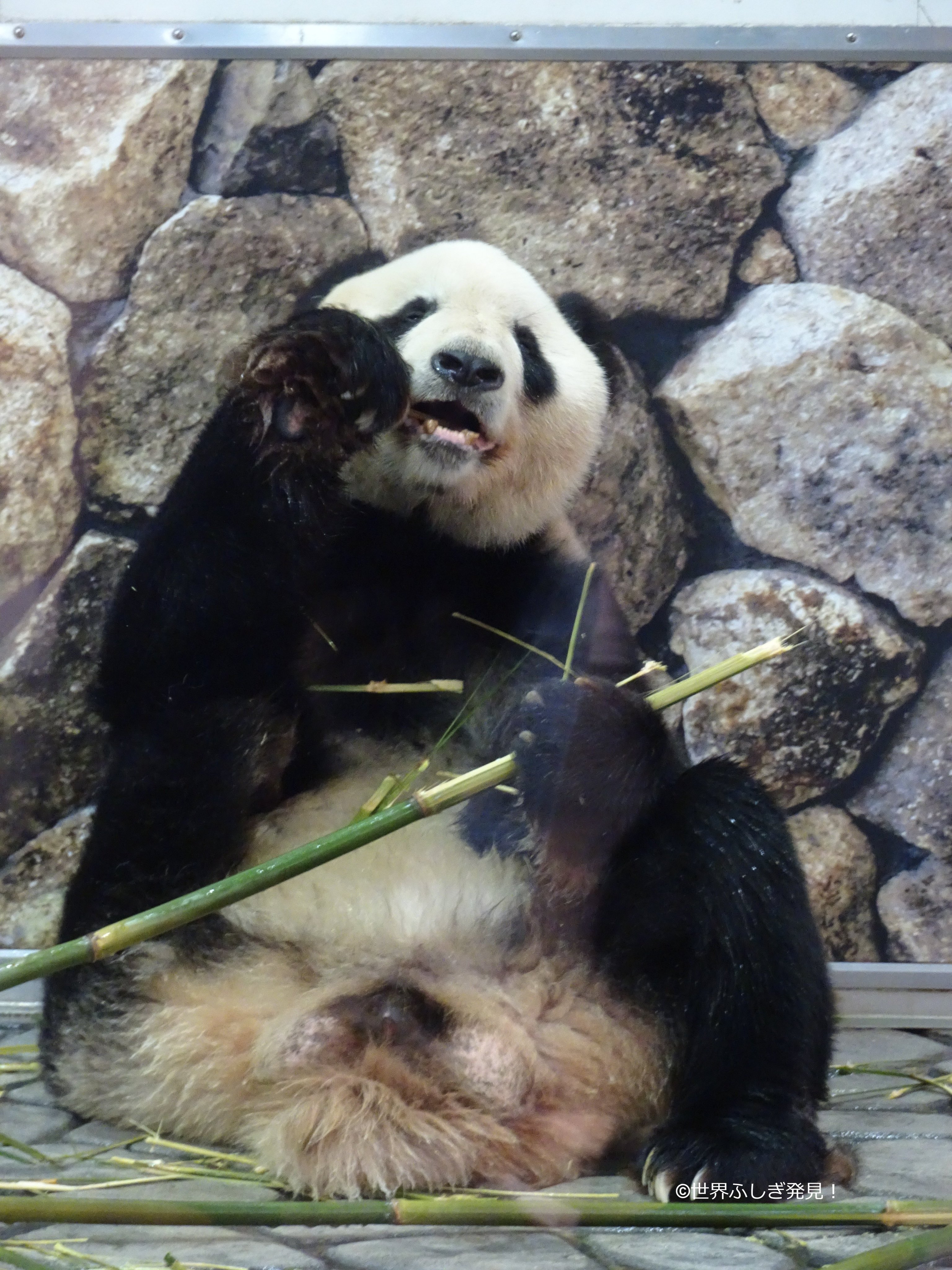 ぱんだ愛 Lovepandahappy Twitter
