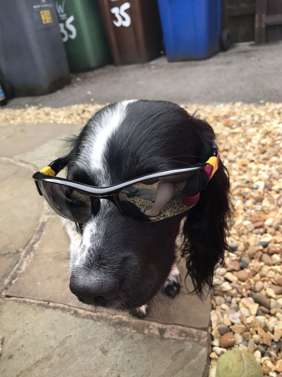muckyspaniel's tweet photo. Today is my 8th birthday and I gots my hoomum home too @goodtwin13 so happy birthday to me oh and I gots snausages for breakfast #HappyBirthday https://t.co/cPMs4T3i8f