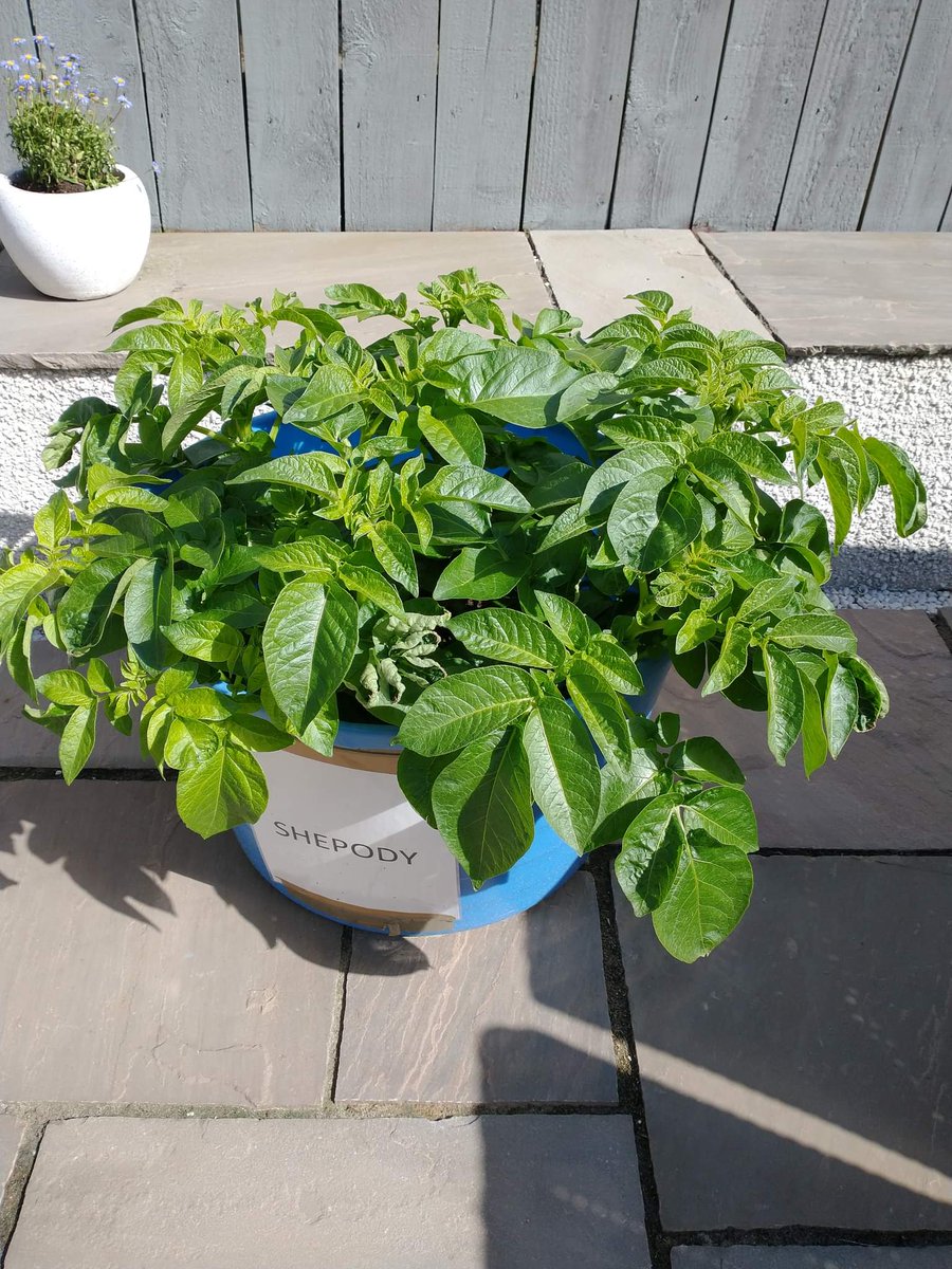 Rob's tatties are looking very healthy in the sunshine, which potatoes love! The flowers on mine that were just showing a small buds last week are nearly out.
#mccain #scanstone #eastcoastviners #RHET #foodandfarming #Potatoes