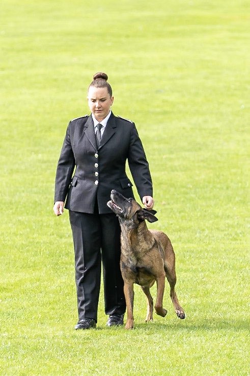 Now retired PD Baxter from @HMPDoncaster was the first ever competitor to represent a private sector prison at the 49th National Prison Service Dog Trials in 2019. He remained with his handler, loves his life on the sofa and tries to sleep in mum’s bed 🤣