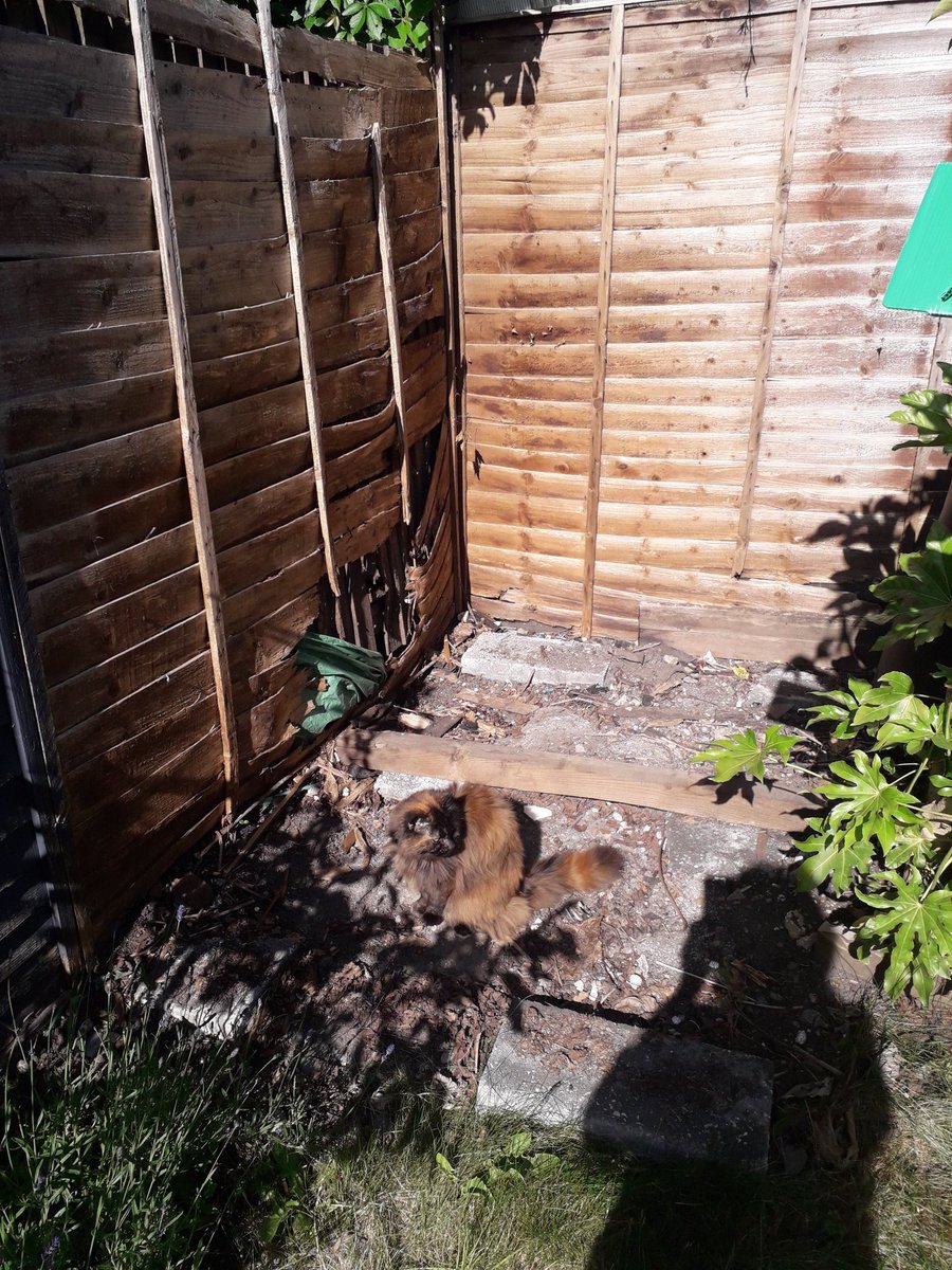 Mum!!! What happened to the shed! 🙀🙀🙀