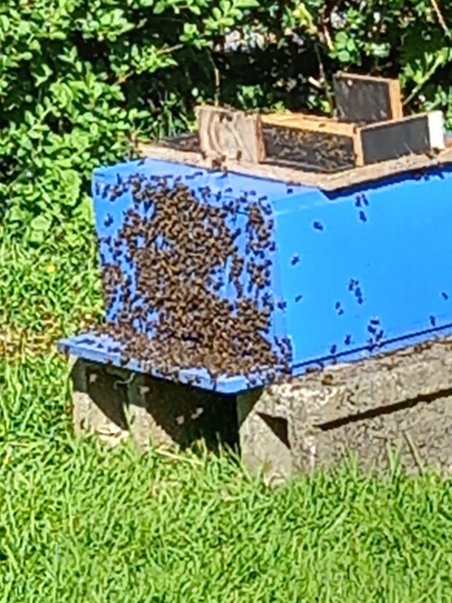 Tá na beacha gnóthach ar maidin