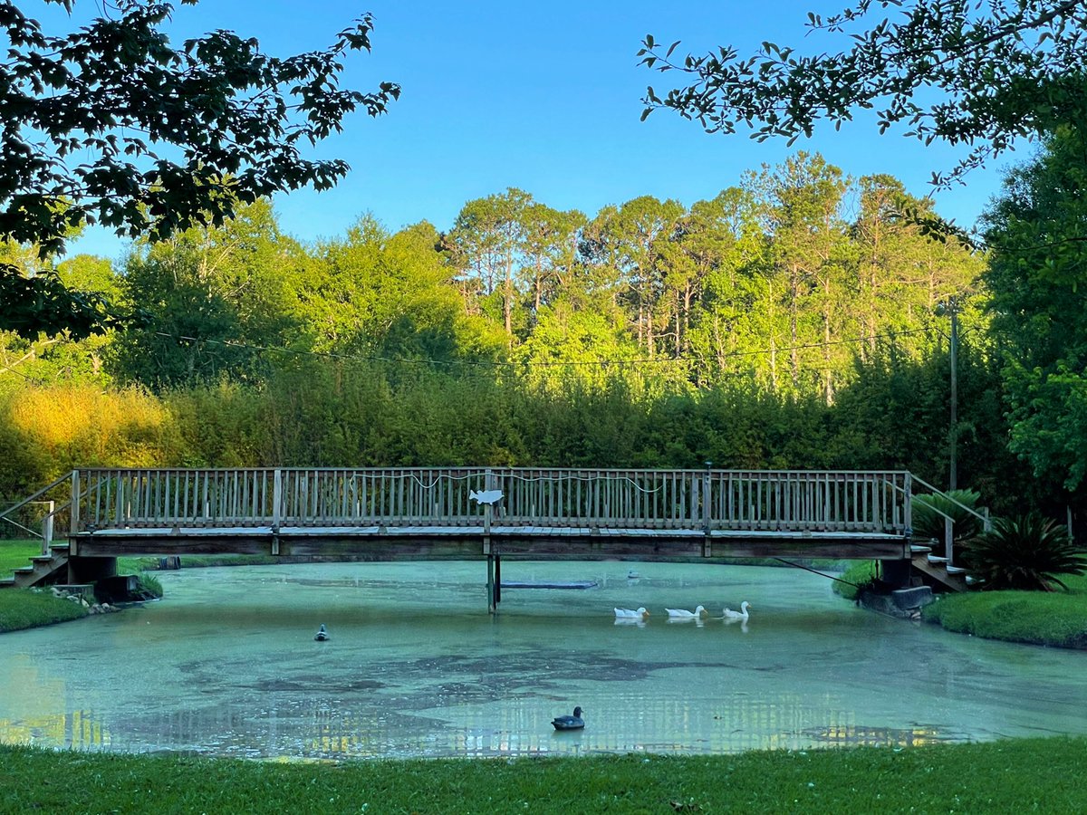 60°F in late May? I’ll take it! Beautiful morning in Abita Springs. 🌞🌳🦆 #Abita #LANorthshore #OnlyLouisiana