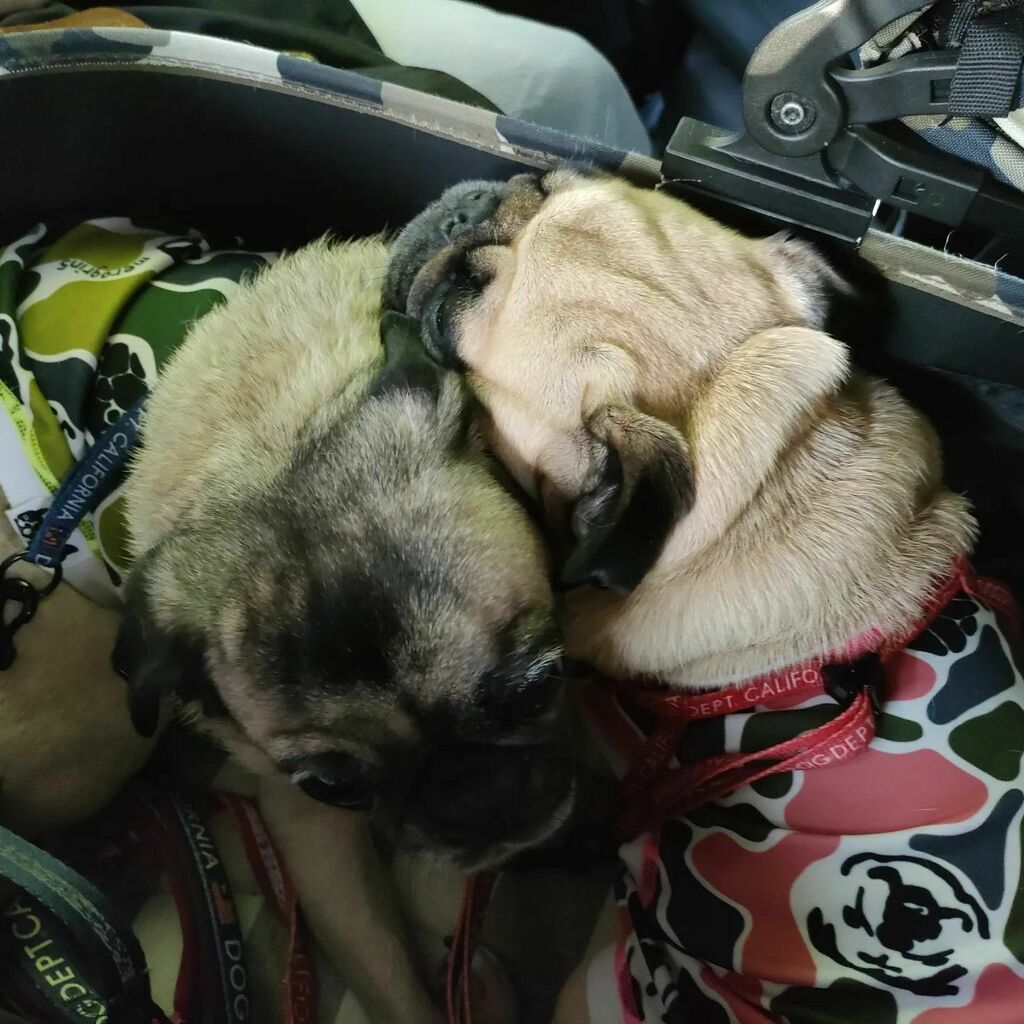 ぶーたん となーたん ふたりは仲良し ふたりはなかよし パグ ぱぐ 多頭飼い Pug Pugstagram T Co clazxjbv Twitter