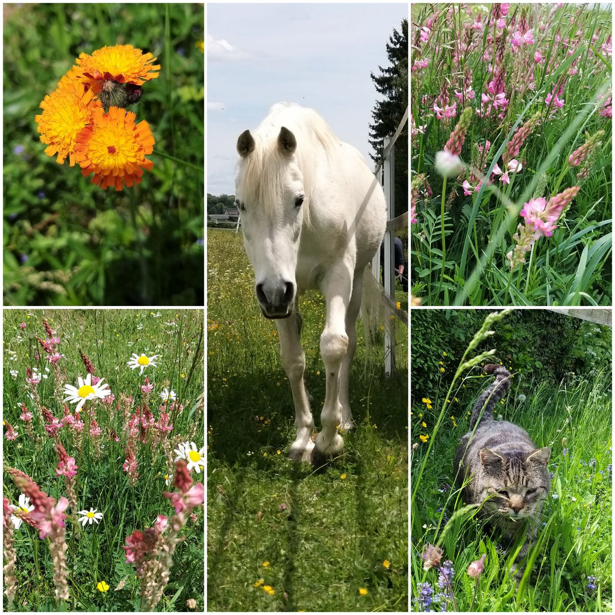Impressionen... alles darf sein❣

#horse 
#meadowflowers 
#AnimalCrossing 
#sein
#Justbe