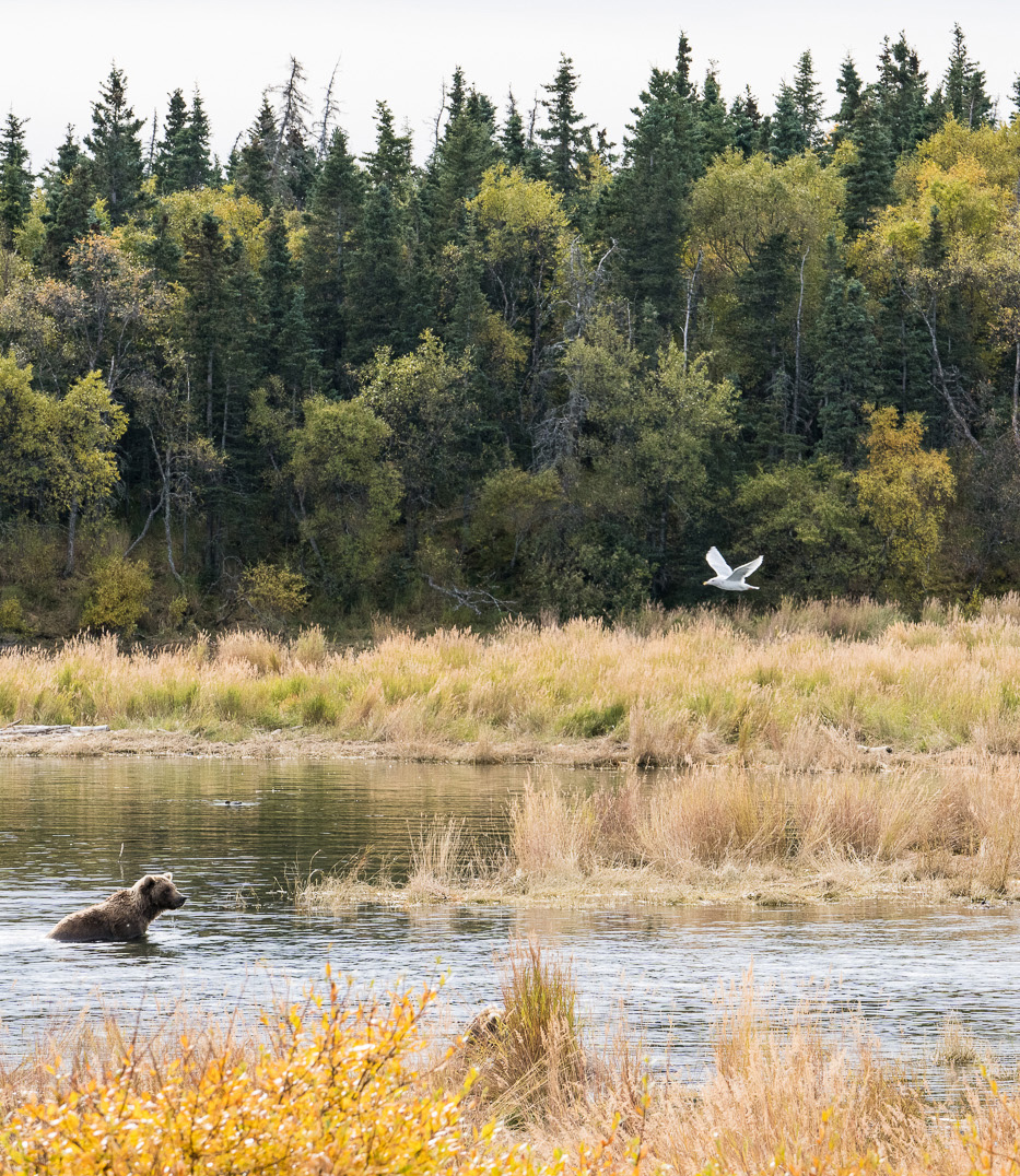 Franklin_Graham's tweet photo. "Be anxious for nothing, but in everything by prayer and supplication, with thanksgiving, let your requests be made known to God; and the peace of God, which surpasses all understanding, will guard your hearts and minds through Christ Jesus." (Philippians 4:6-7) #Alaska https://t.co/1Sne4KNPDb