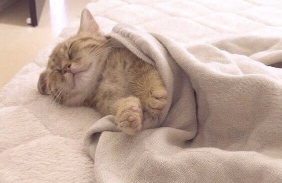 Rouleau De Gaine Thermorétractable 8 Couleurs - 2:1 Polyoléfine - 8 Pieds