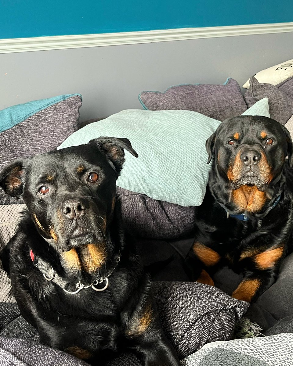 WinnieRescue's tweet image. I have sulking dogs now our guests have gone home. #sulkingdog #sofadog #saturdayvibes #rescuedogs #rottweiler #rottie #dogoftheday #DogsofTwittter