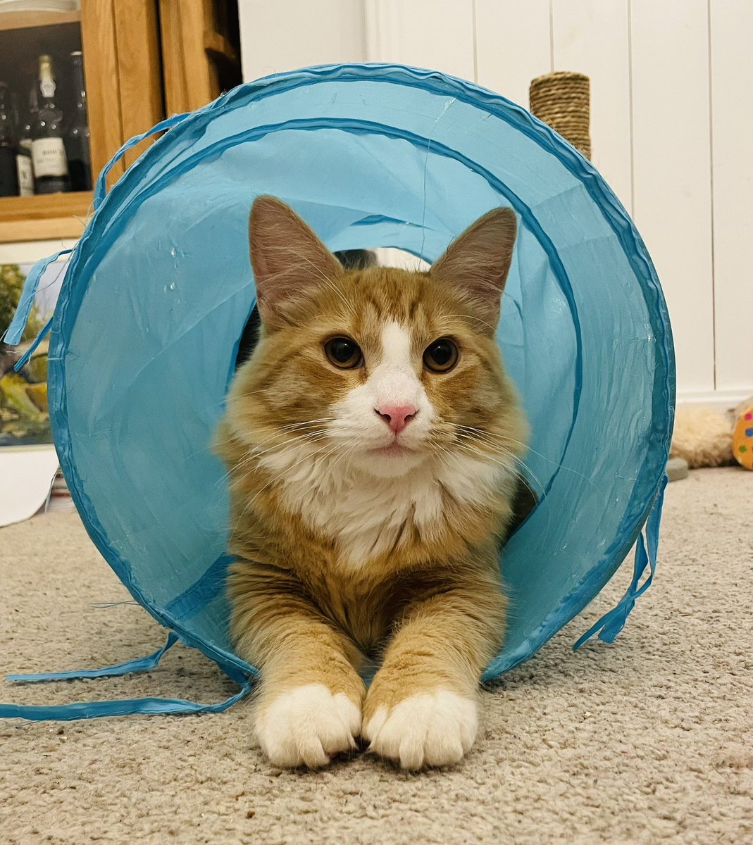 kaggb's tweet photo. @rickygervais Here’s our boy 🐈 https://t.co/74HsNug6zh