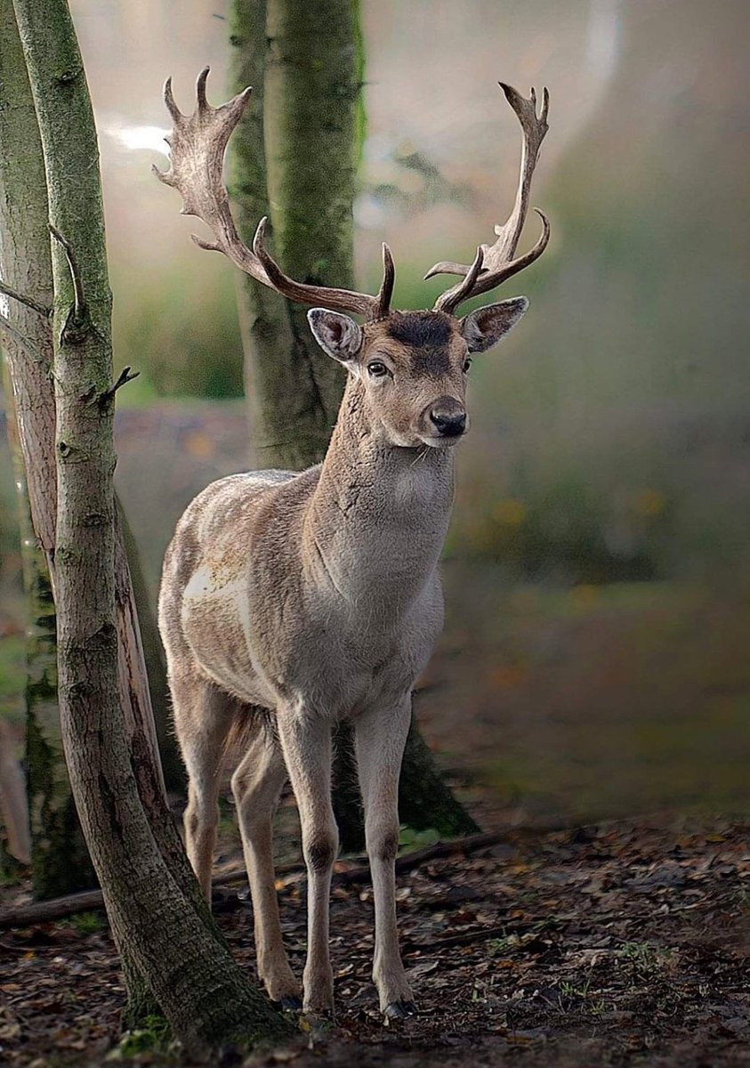 mayu94340900's tweet photo. Beautiful deer/Nature…🌳🦌✨
💙💛💚 https://t.co/JFkRrJnuPN