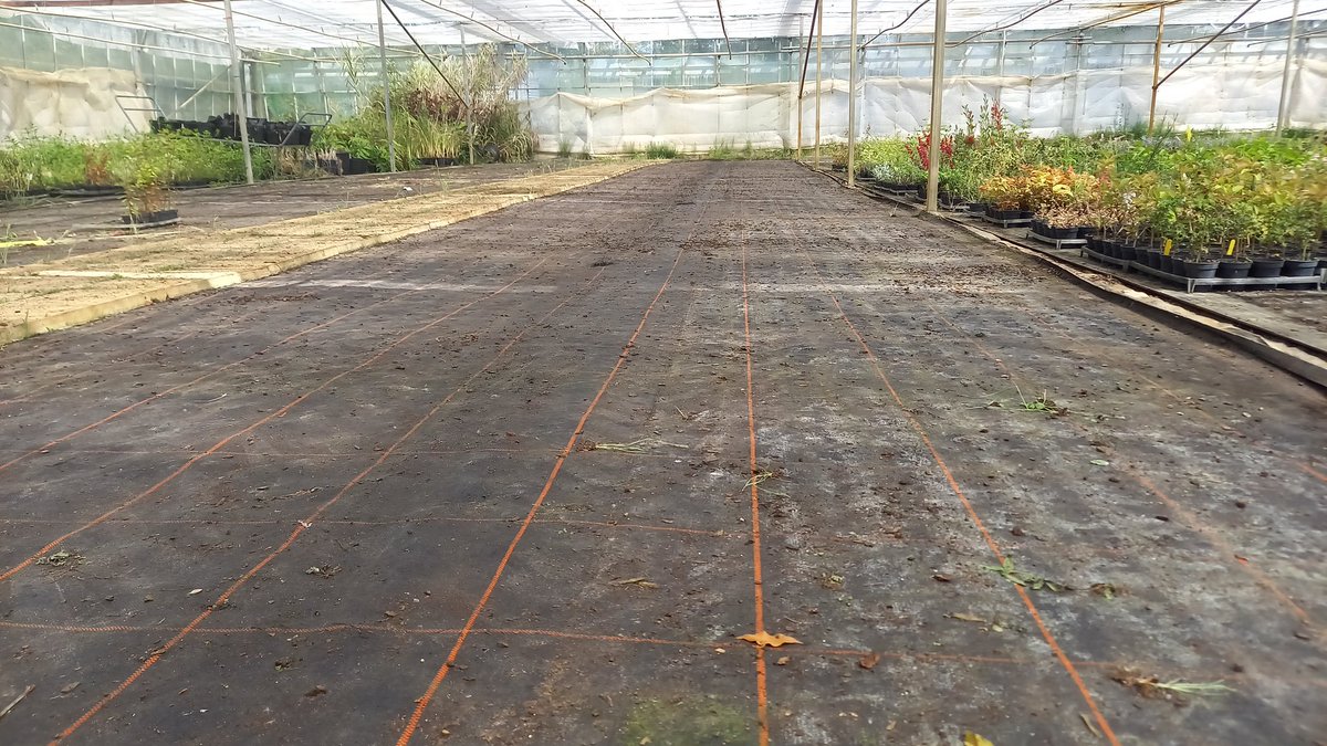 shallowmead's tweet photo. #Shallowmead we are clearing one of our glasshouses ready for new shading to be installed. #gardening https://t.co/v8wApnYLNO