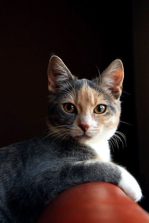 La elegancia en los gatos no es una virtud, si no una realidad.