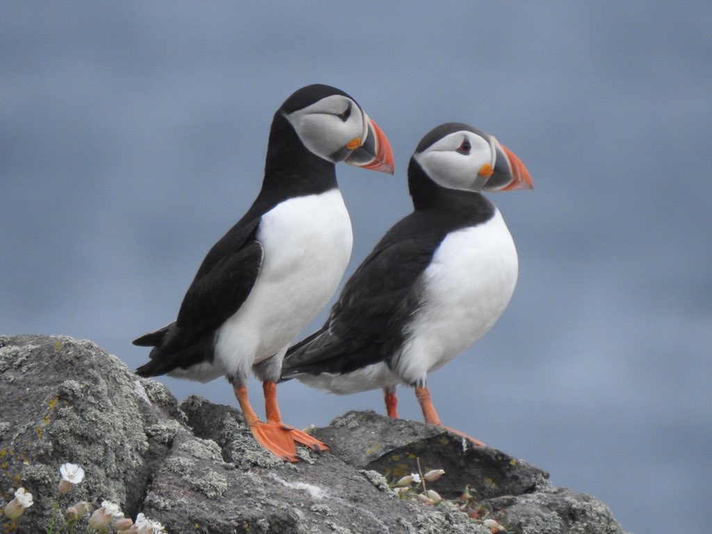 Isle of May Puffins…