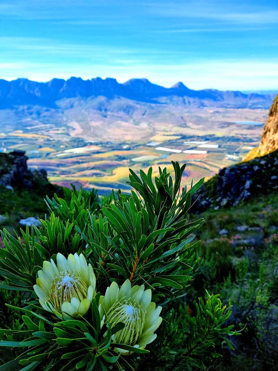 Photo by Lisa Drogomuller spotted on Facebook today. So stunning!

"Helderberg nature reserve. Hiking The Dome and overlooking the vineyards in their autumn colours."