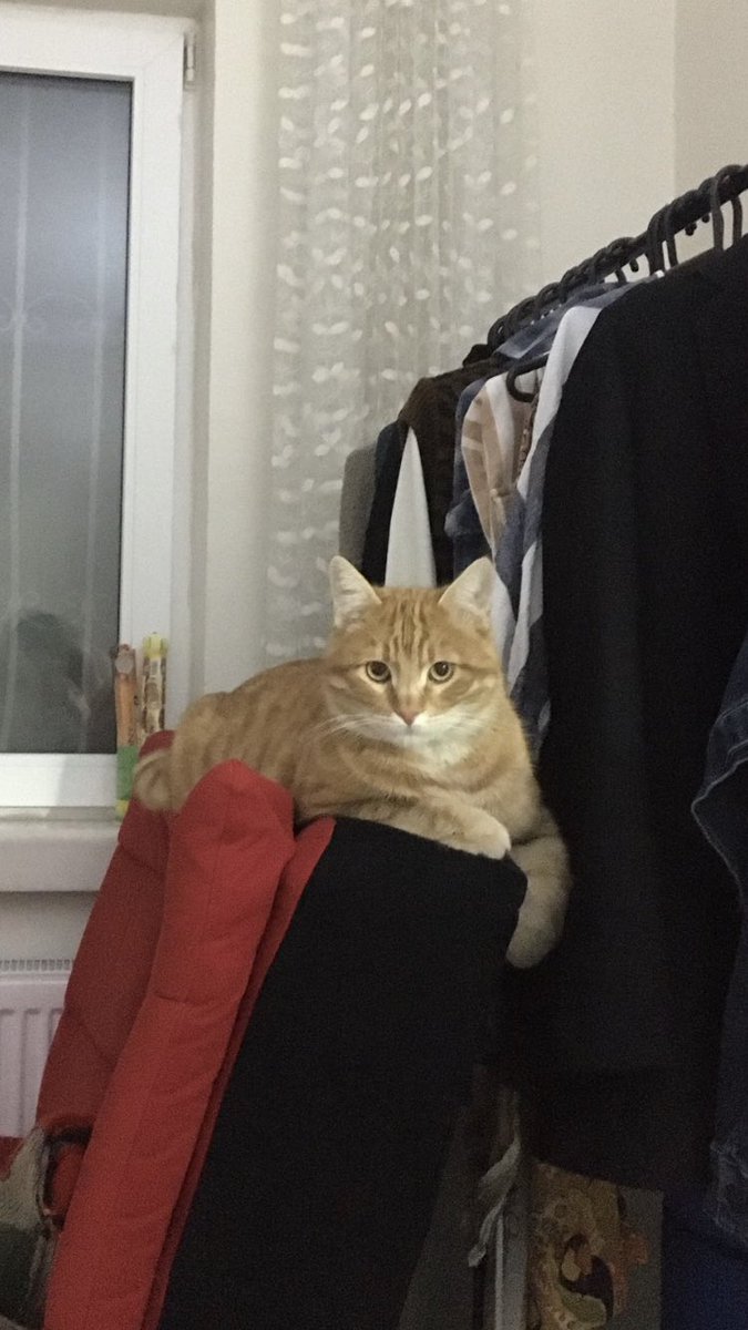 Ankara. Kısır, erkek, 1,5 yaşında. Yurt dışına gidiyoruz bahanesiyle terk ediyorlar. Bir hafta içinde yuva bulamazsam sokağa dönmek zorunda
İletişim: <a href="/kgokdemiir/">Kübra</a>