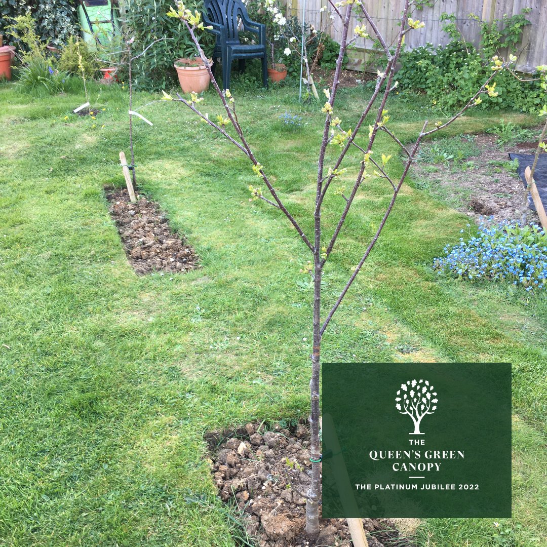 Glad to have joined in the Queen's Green Canopy with the half dozen fruit trees we've planted.