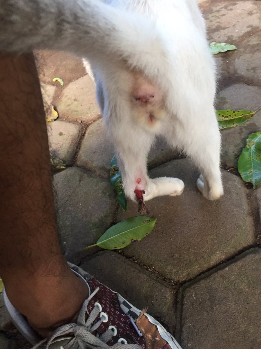 muntanaaaa's tweet photo. Twitter please do your magic!!

Butuh rescue, kucing ini katanya ketabrak dan sekarang kondisinya kaki belakangnya patah dan tulangnya keluar, sudah beberapa minggu semenjak kejadian dan belum ada yg mau rawat.
Barangkali ada orang baik yang mau bantu rawat kucing nya silahkan dm https://t.co/2Qe1NEe9xg