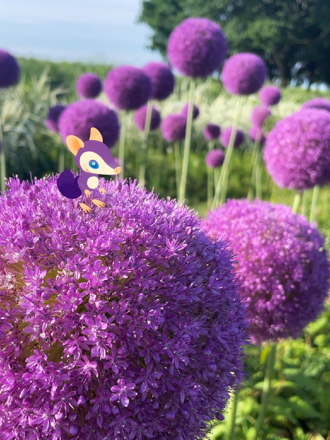 さぼてん うばたま 紫色の巨大なボール アリウムの花の上でぽんぽん飛び跳ねて遊んだよ おでかけリヴリー 植物とリヴリー リヴリーとの暮らし T Co 2lbkrzjmii Twitter