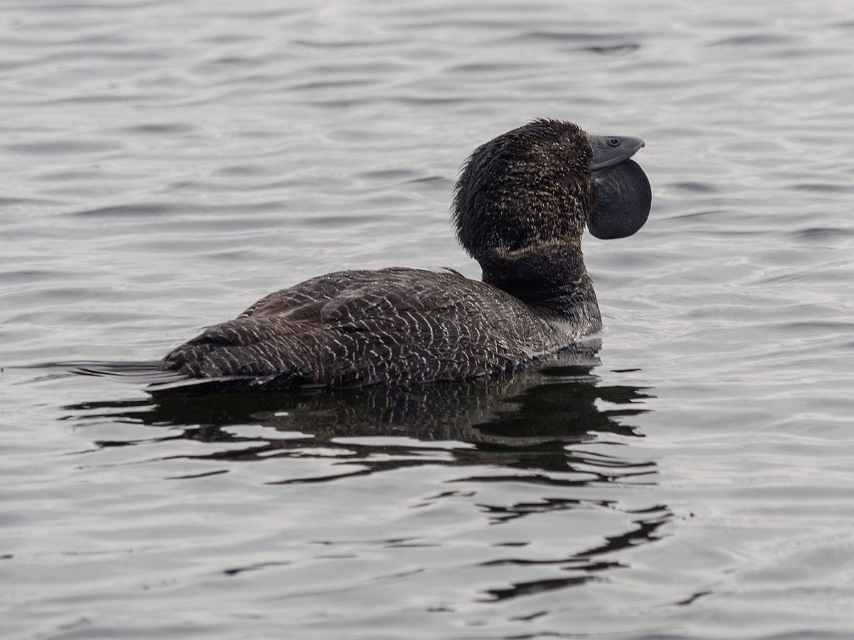 JMBagniewska's tweet photo. This can be easily answered with #PaperZoo: an Australian musk duck, Biziura lobata, learnt to mimic a human saying "You bloody fool". The most foul-mouthed  of all waterfowl.
Ten Cate and Fullagar, 2021
https://t.co/5bm4ZfR9df https://t.co/nESxU3RHPm