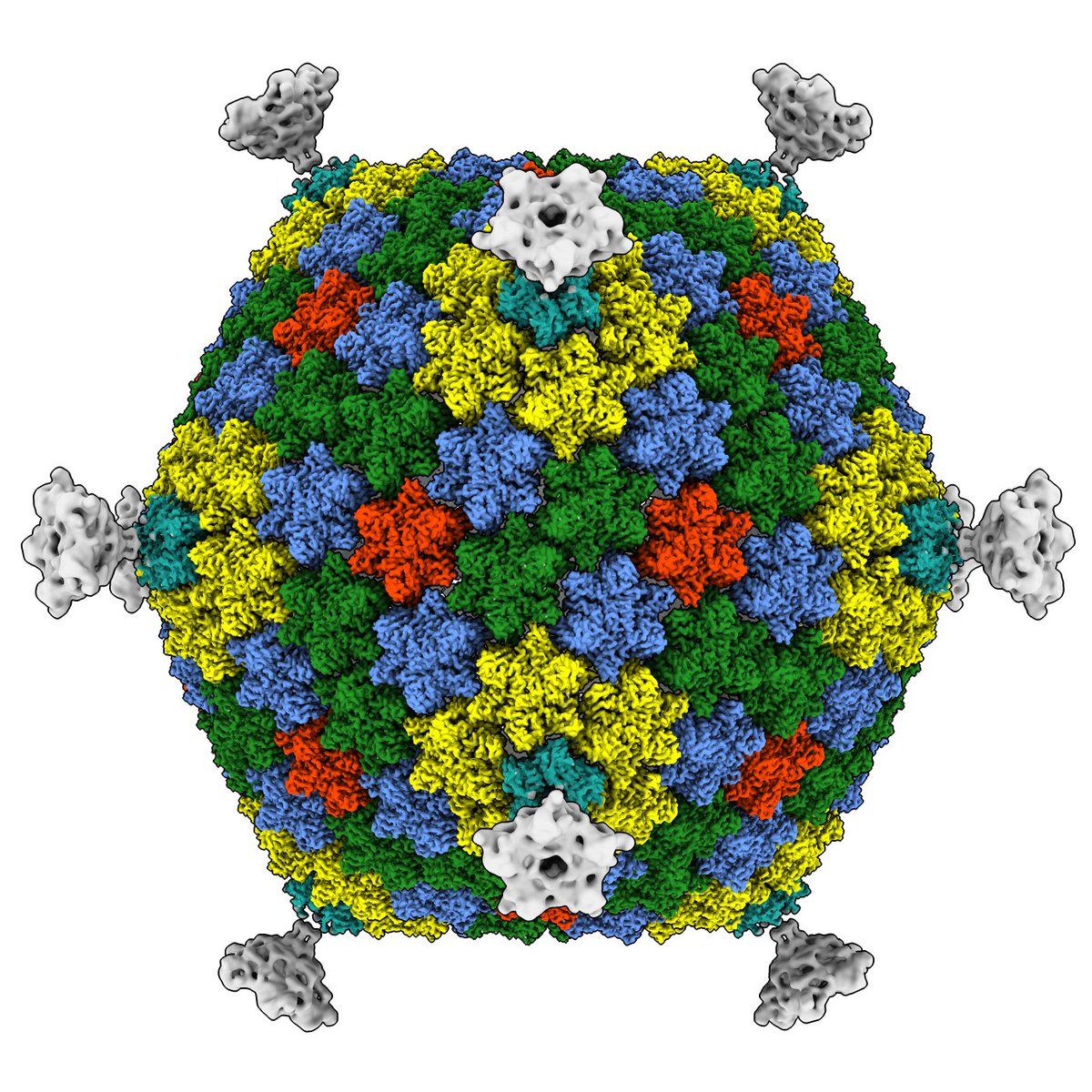 Where did viruses come from? See our #preprint "New Vista into Origins of Viruses from a Prototypic ssDNA Phage" #cryoEM #LocalizedReconstruction by <a href="/elaanto/">Elina Laanto</a> <a href="/VAbrishami/">Vahid Abrishami</a> <a href="/M__Selvaraj/">M. Selvaraj</a> <a href="/sundberglr/">Lotta-Riina Sundberg</a> and others biorxiv.org/content/10.110…