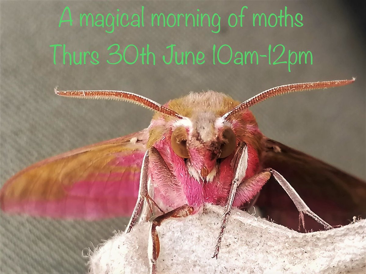 sunartfields tweet media