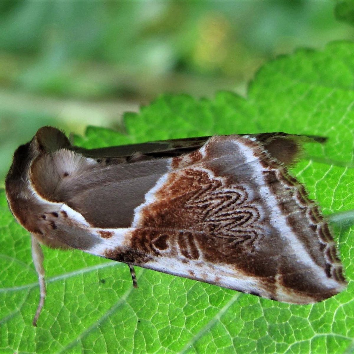 sunartfields tweet media