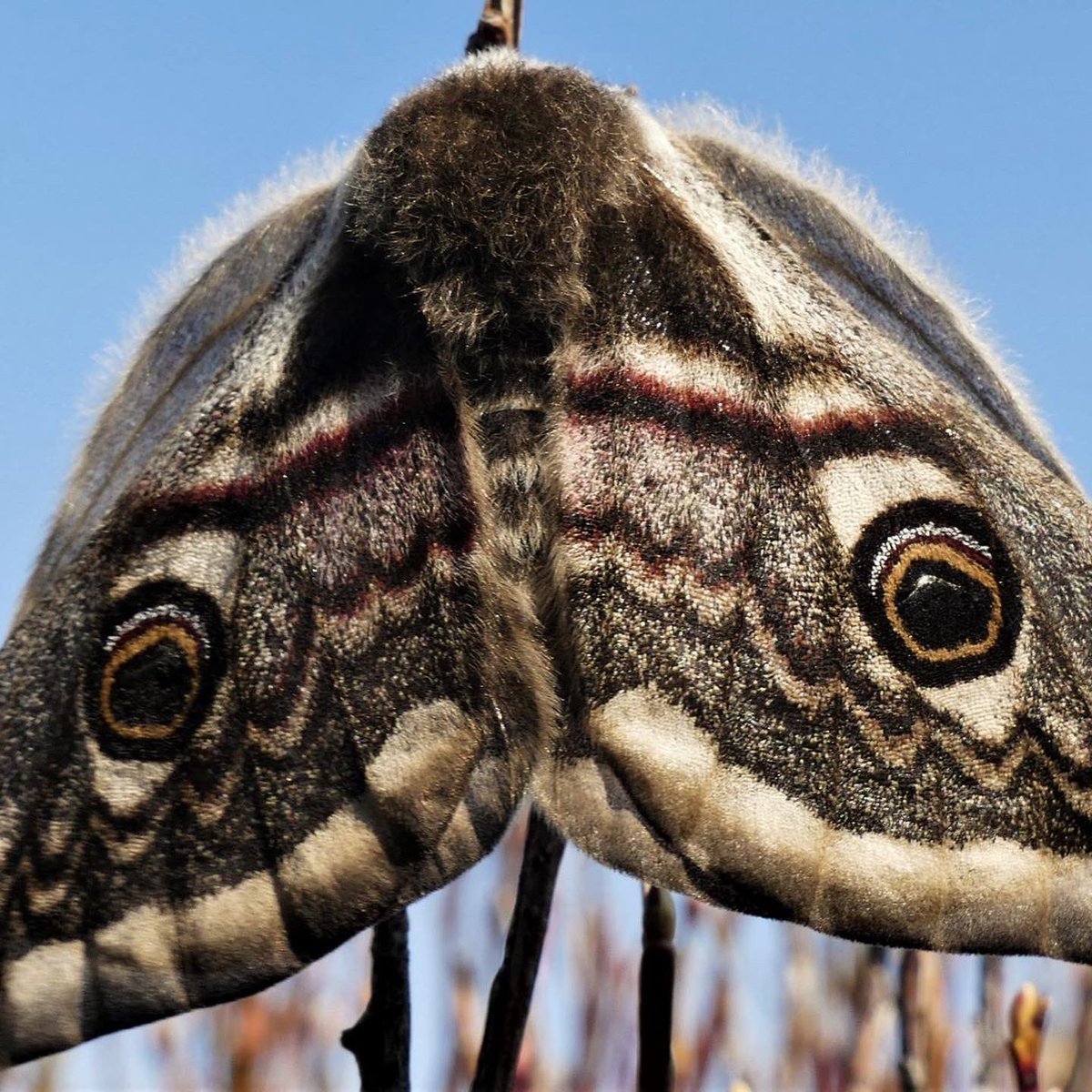 sunartfields tweet media