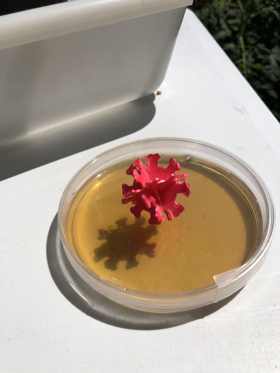 Los virus están en todas partes. También en #Expociencia2022 <a href="/UV_EG/">Universitat València</a> <a href="/parccientificuv/">PCUV</a> <a href="/CdCienciaUV/">UCC+i UV</a> <a href="/CbpLab/">CBPLab</a> <a href="/gen_uv/">Gen</a> <a href="/pilardomingoc/">Pilar Domingo-Calap</a>