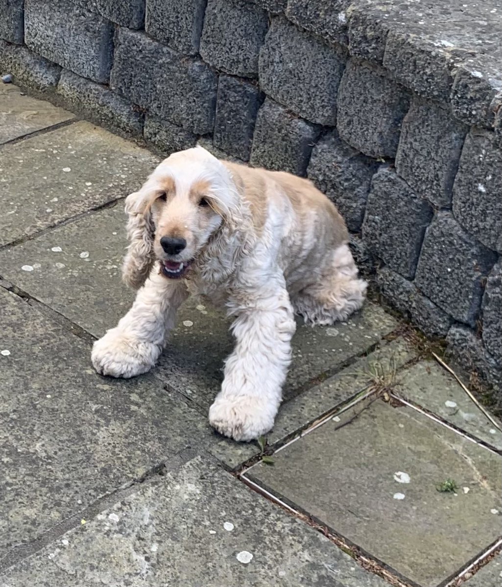 Daisy 🇮🇪 🐕‍🦺 & Alfie 🌈 🐕🥰 tweet media