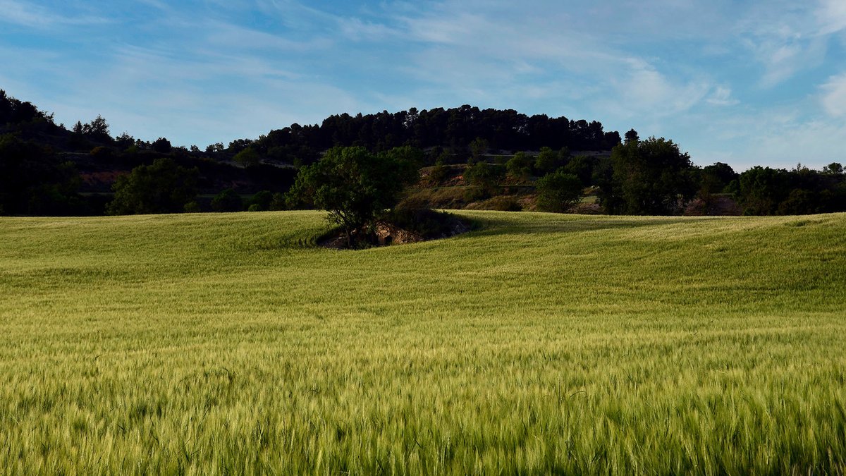 ramonsunyer's tweet photo. Una tarda de #primavera a la #baixasegarra, d'Aguiló a Santa Coloma de Queralt #boncapdesetmana
@lasegarra @catexperience @descobrircat @SomSegarra @LaConca51 @PaisCatalunya @lasajolida @caminsnatura @viladetora @valldellobregos https://t.co/pKzSoUKoNA